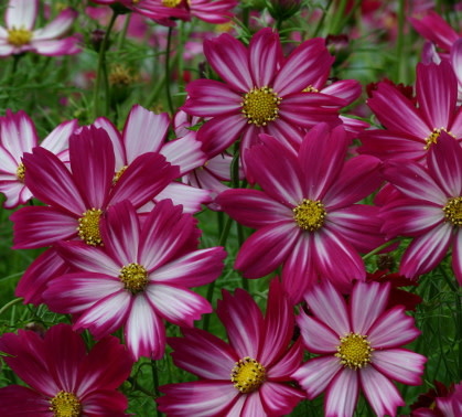 OSC Cosimo Purple-Red-White Cosmos Seeds 5152