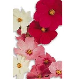 OSC Early Sensation Mixed Cosmos Seeds 5160