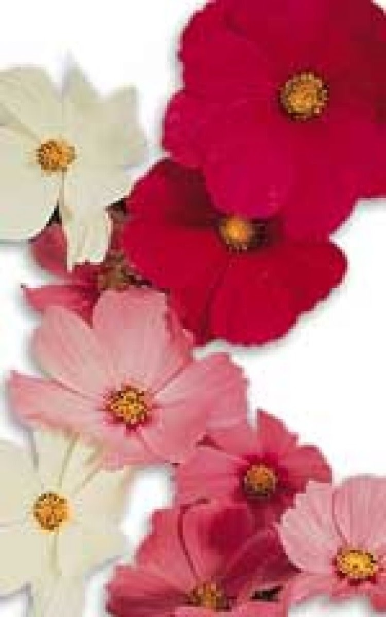 Early Sensation Mixed Cosmos Seeds 5160