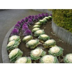 OSC Fall Colour Flowering Cabbage Seeds 5220