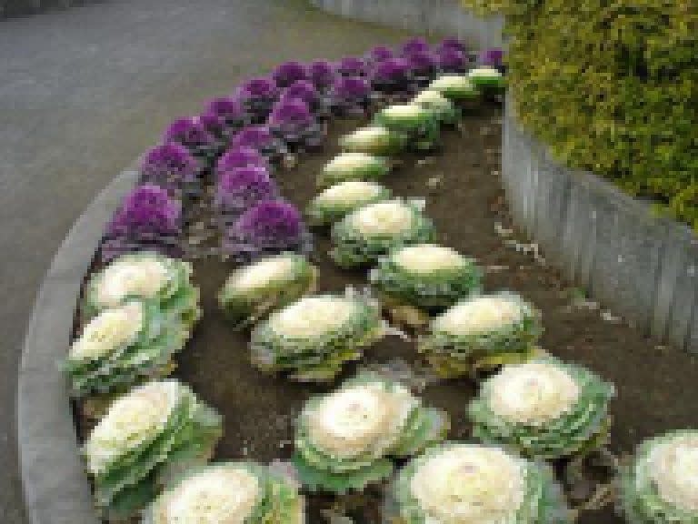 OSC Fall Colour Flowering Cabbage Seeds 5220