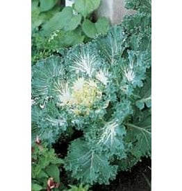 OSC Bold Flowering Kale Seeds 5225