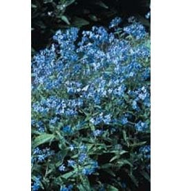OSC Forget-Me-Not Seeds (Chinese Type) 5190