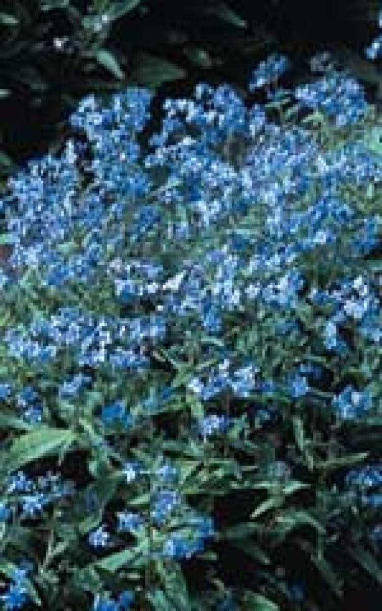 OSC Forget-Me-Not Seeds (Chinese Type) 5190