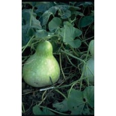 OSC Birdhouse or ''Bottle'' Gourd Seeds 5335