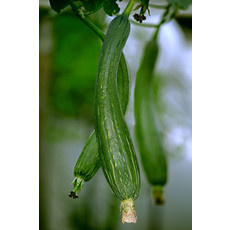 OSC Luffa Gourd Seeds 5345