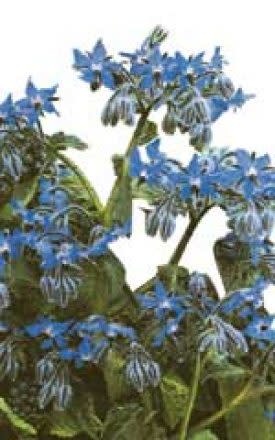 OSC Borage Seeds 3010