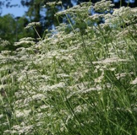 OSC Caraway Seeds 3015