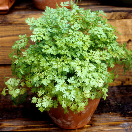 OSC Chervil Seeds 3030