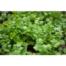 OSC Cilantro Coriander Seeds 3045