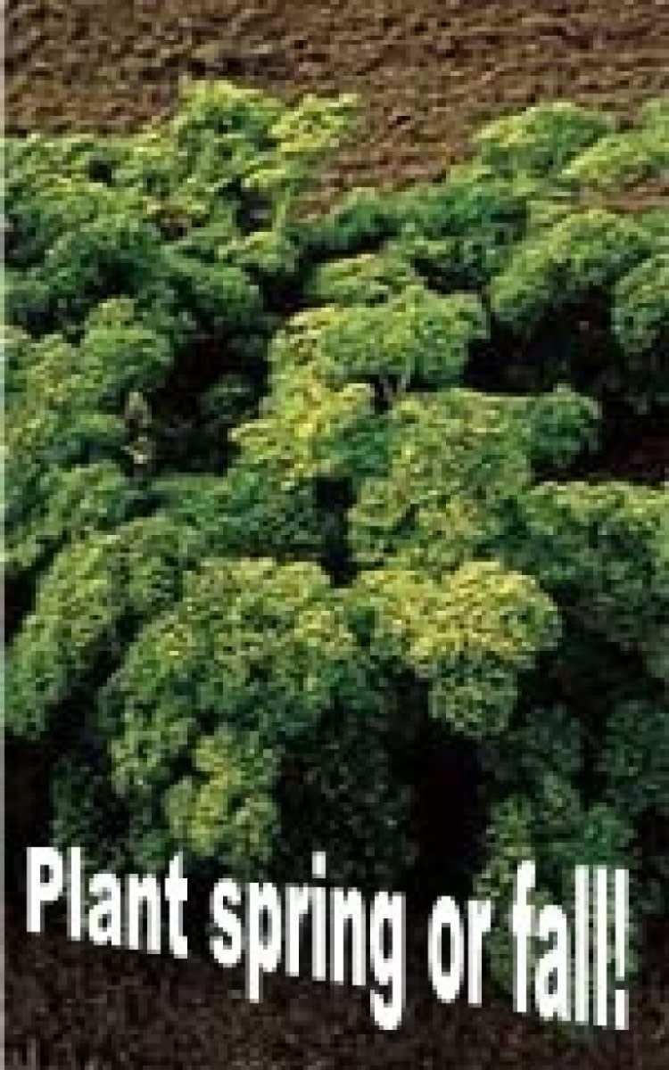 OSC Forest Green Parsley Seeds 1865