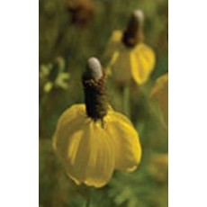 Dwarf Yellow Prairie Coneflower Seeds 6910