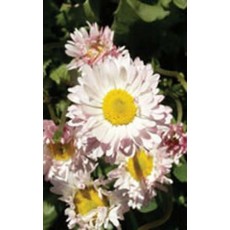 OSC Giant Double Mixed English Daisy Bell Seeds 6450