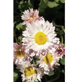 OSC Giant Double Mixed English Daisy Bell Seeds 6450
