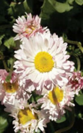 OSC Giant Double Mixed English Daisy Bell Seeds 6450