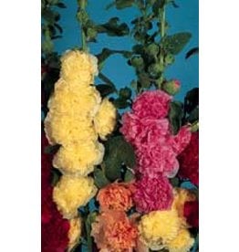 OSC Chaters Double Mixed Hollyhock Seeds 6515