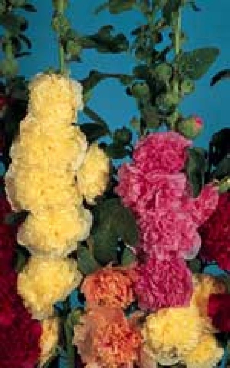OSC Chaters Double Mixed Hollyhock Seeds 6515