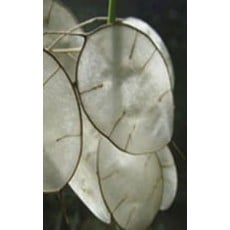OSC Money Plant or ''Silver Dollar Plant'' Lunaria Seeds 6525