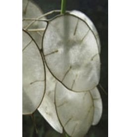 OSC Money Plant or ''Silver Dollar Plant'' Lunaria Seeds 6525