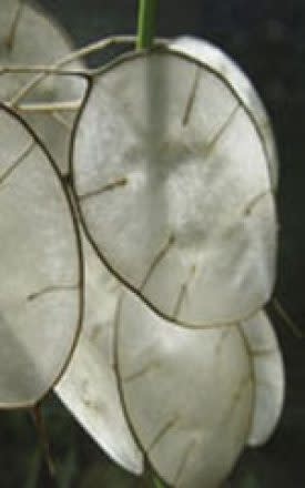 OSC Money Plant or ''Silver Dollar Plant'' Lunaria Seeds 6525