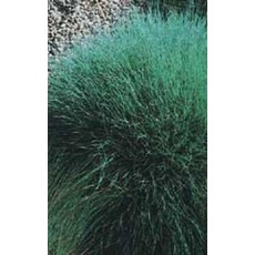 Blue Fescue Ornamental Grass Seeds 7015