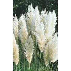 OSC Pampus Plume White Feather Ornamental Grass Seeds 7040
