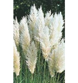OSC Pampus Plume White Feather Ornamental Grass Seeds 7040