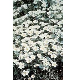 OSC Snow-In-Summer Cerastium Seeds 6345