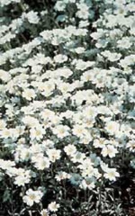 OSC Snow-In-Summer Cerastium Seeds 6345