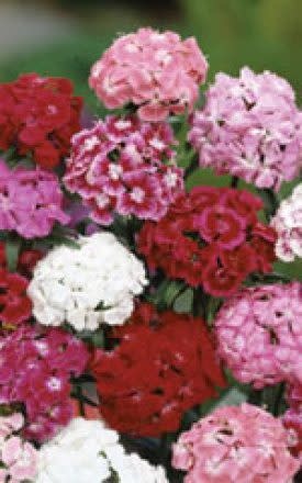 OSC Giant Single Mixed Sweet William Seeds 6645