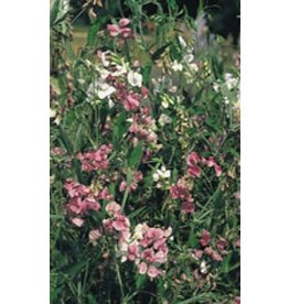 OSC Mixed Colours Sweet Pea Seeds (Perennial Type) 6640