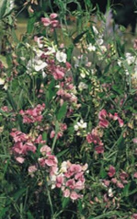 OSC Mixed Colours Sweet Pea Seeds (Perennial Type) 6640