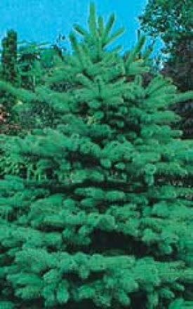 Colorado Blue Spruce Tree Seeds (Conifer) 6755
