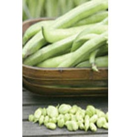 OSC Broad Windsor Fava Bean Seeds 1195