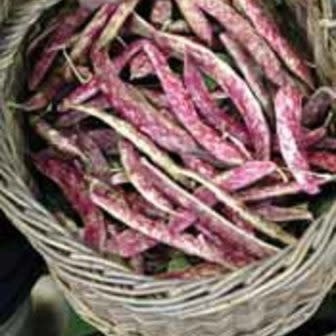 OSC Dwarf Horticultural Bush Bean Seeds 1170