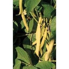 OSC Golden Wax Yellow Bush Bean Seeds 1140