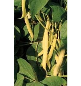OSC Golden Wax Yellow Bush Bean Seeds 1140