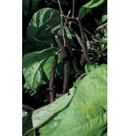 OSC Royal Burgundy Bush Bean Seeds 1160