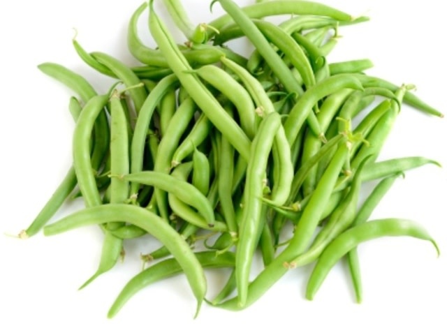 OSC Blue Lake Pole Bean Seeds 1220