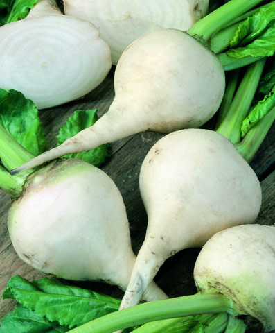 OSC Albino Beet Seeds 1240