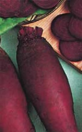 OSC Cylindra Beet Seeds 1255