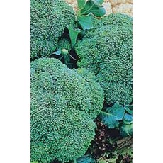 OSC Green Sprouting Broccoli Seeds (Italian Type) 1280