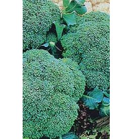 OSC Green Sprouting Broccoli Seeds (Italian Type) 1280