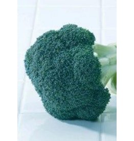 OSC Green Magic Hybrid Broccoli Seeds 1285