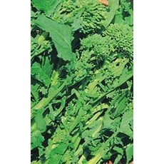 OSC Rapini or Spring Raab Broccoli Seeds 1295