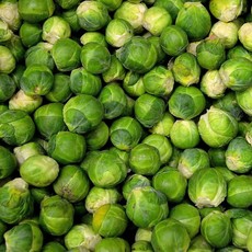 Long Island Improved Brussels Sprouts Seeds 1300
