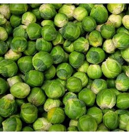 OSC Long Island Improved Brussels Sprouts Seeds 1300