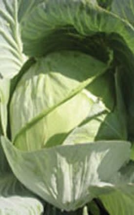 OSC Copenhagen Market Cabbage Seeds 1305