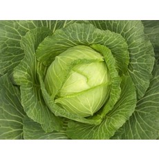 Golden Acre Cabbage Seeds 1315