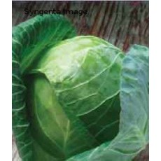 Gregorian Hybrid Cabbage Seeds 1303